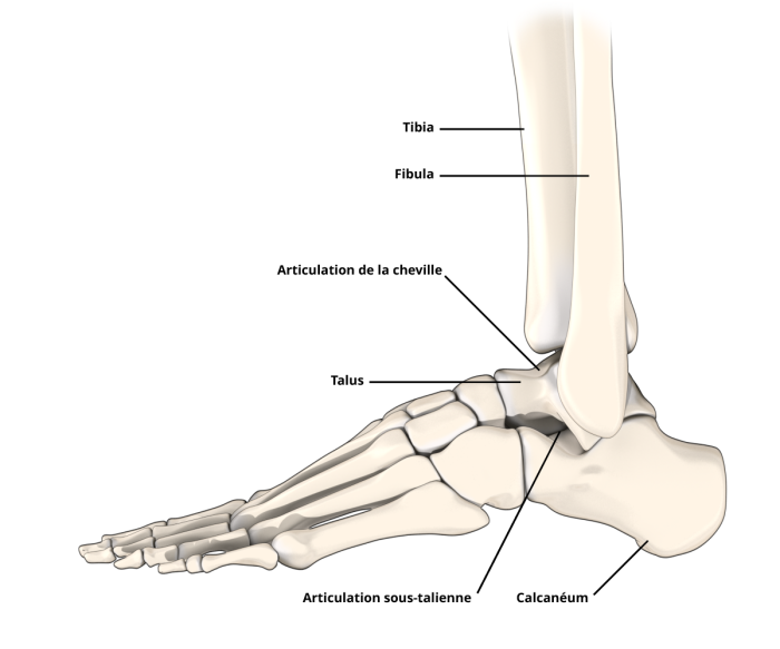 Représentation graphique de l'anatomie de l'articulation du pied et de la cheville