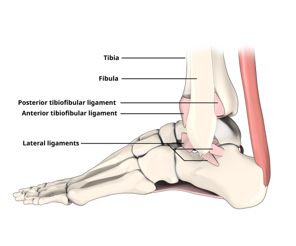 Diagram showing a lateral view of the ligaments in the ankle joint