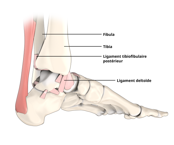 Illustration de la vue médiale du ligament deltoïde au niveau de la cheville