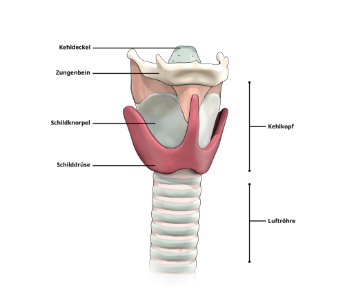Grafik zur Erklärung der Anatomie der Schilddrüse