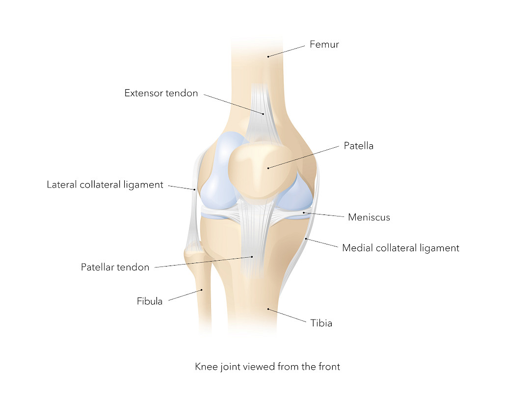 Ilölustration explaining the anatomy of the knee joint