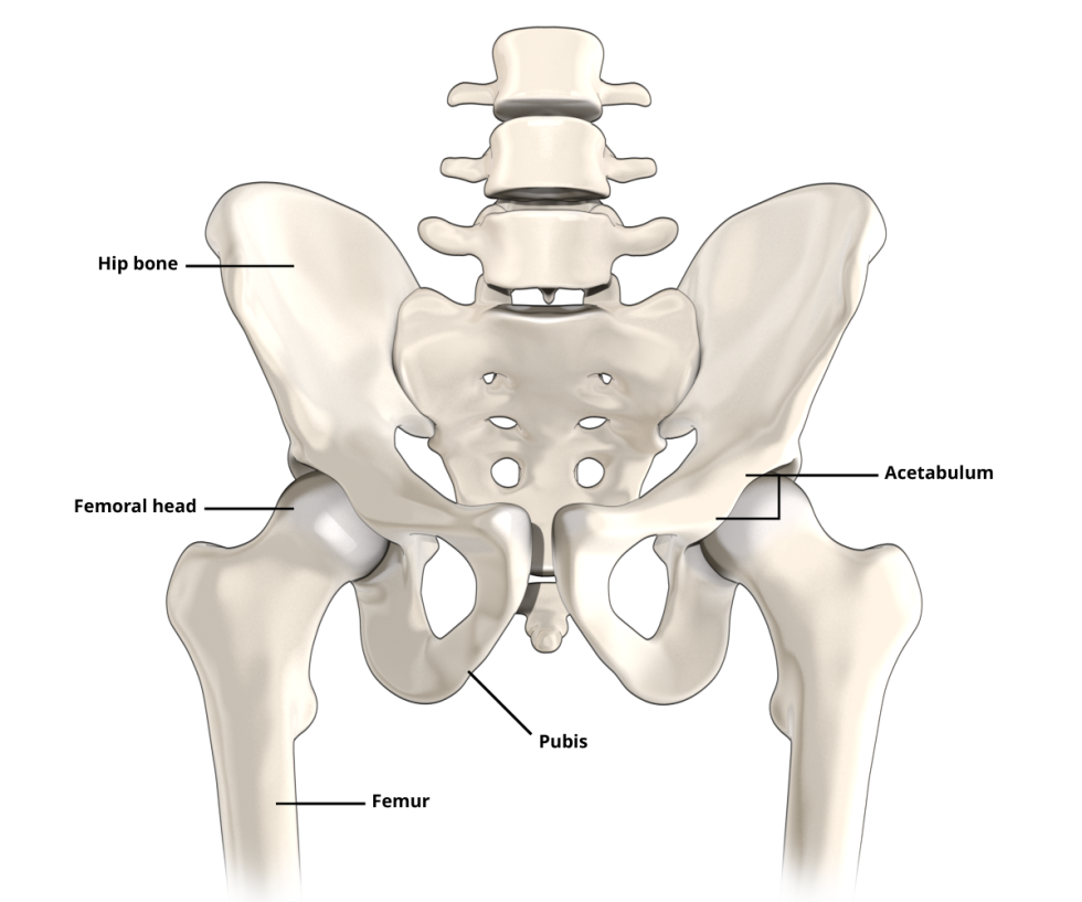 Illustration explaining the anatomy of the hip