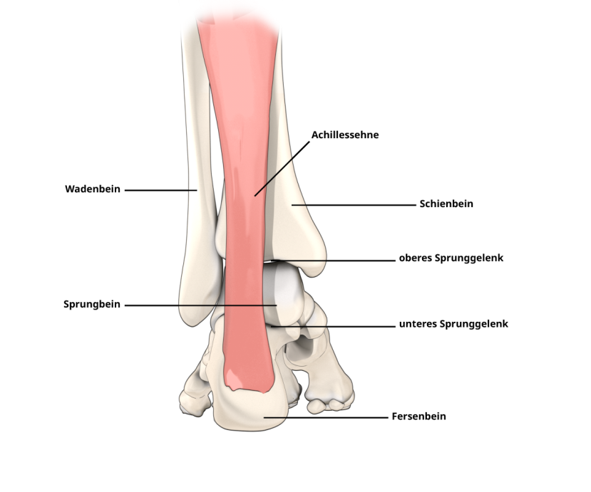 Grafik zur Erklärung der Anatomie des Sprunggelenks