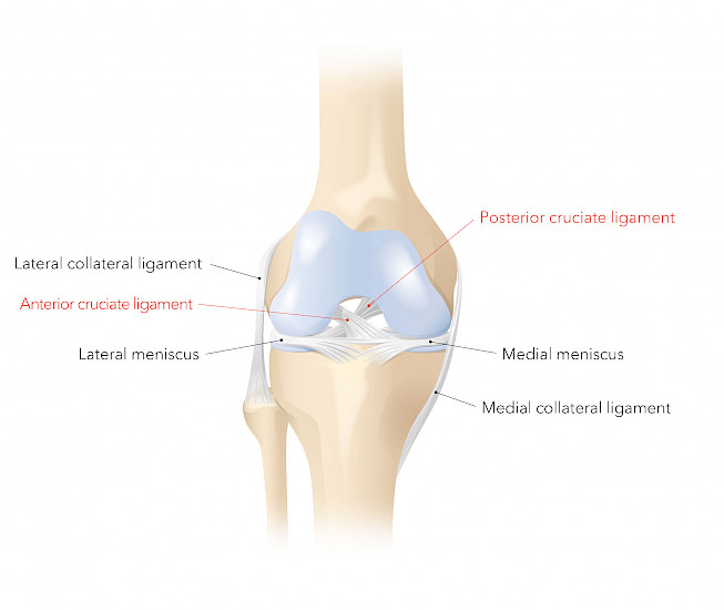 Cruciate ligament rupture Information on therapy