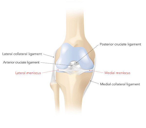 Graphic showing the location of the outer meniscus and inner meniscus