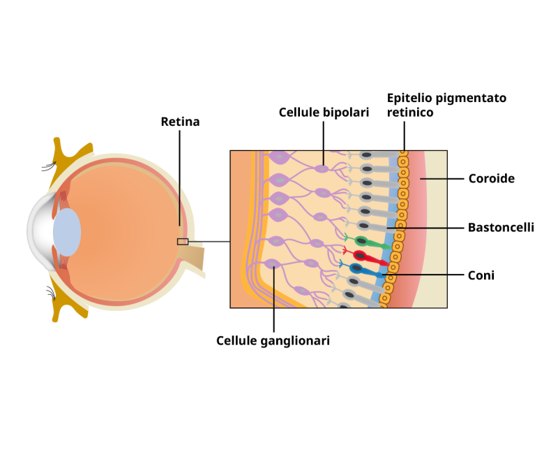 Illustrazione grafica della sezione trasversale della retina