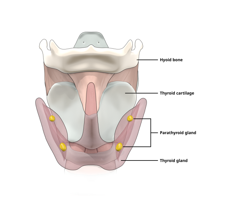 Illustration explaining the anatomy of the parathyroid glands